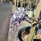 Texas White' Wisteria