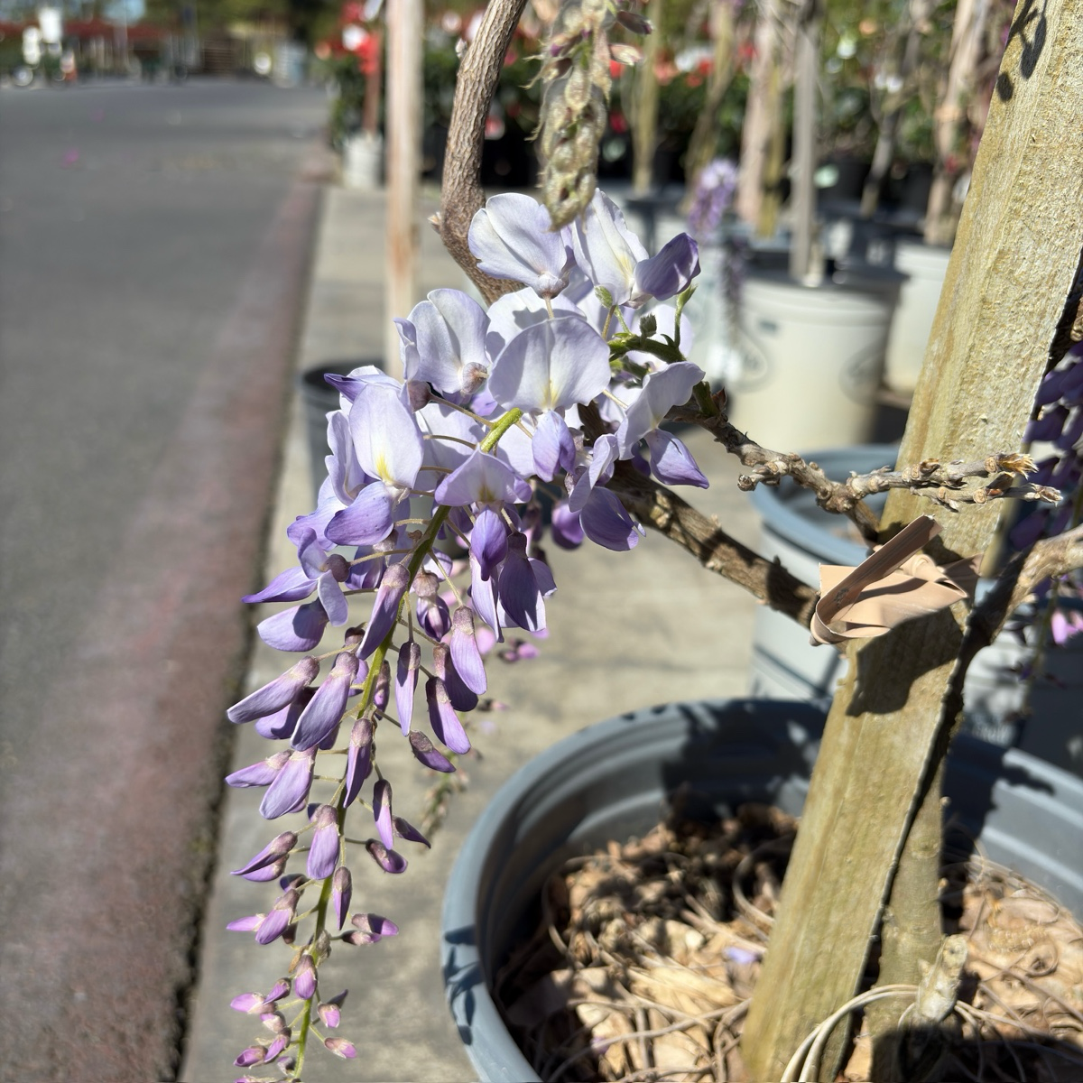 Texas White' Wisteria