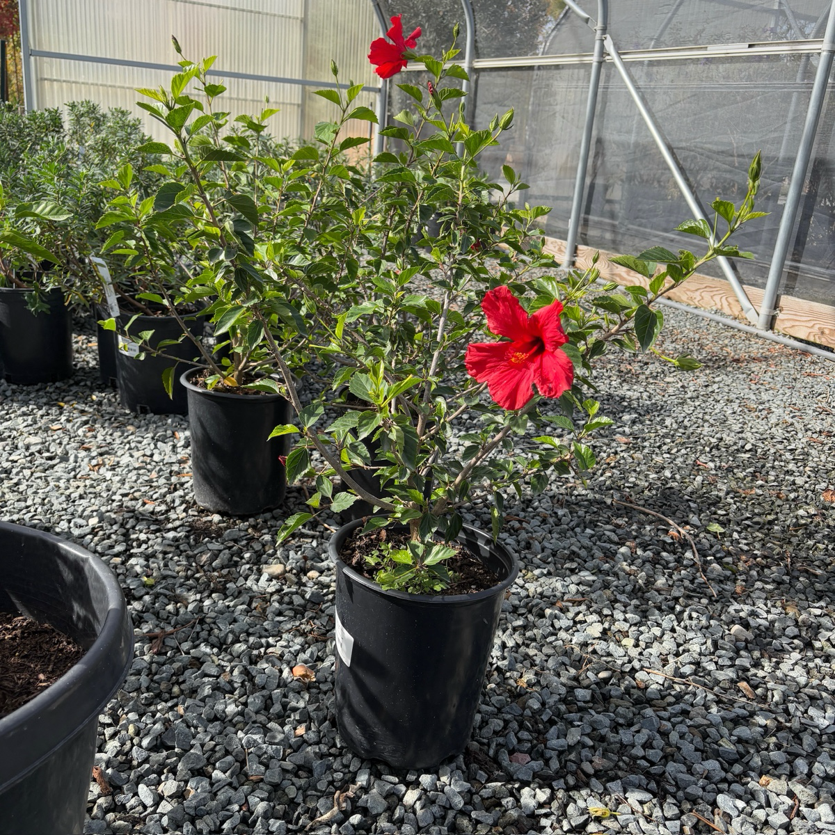 Single Rred  Hibiscus