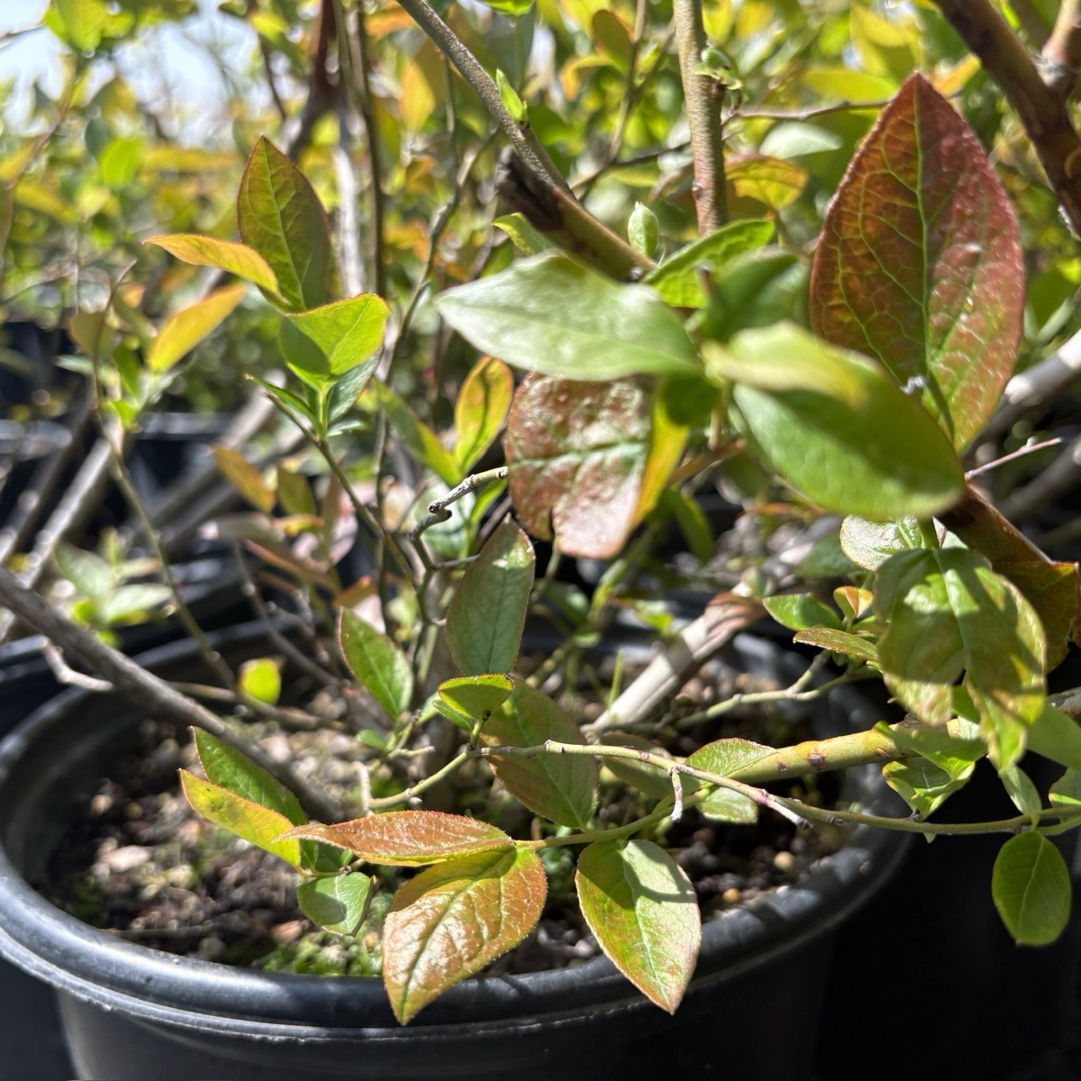 Duke' Northern highbush Blueberry