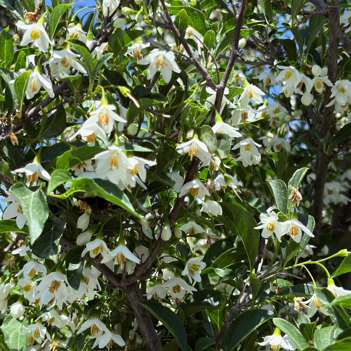 Snowcone Japanese Snowdrop Tree