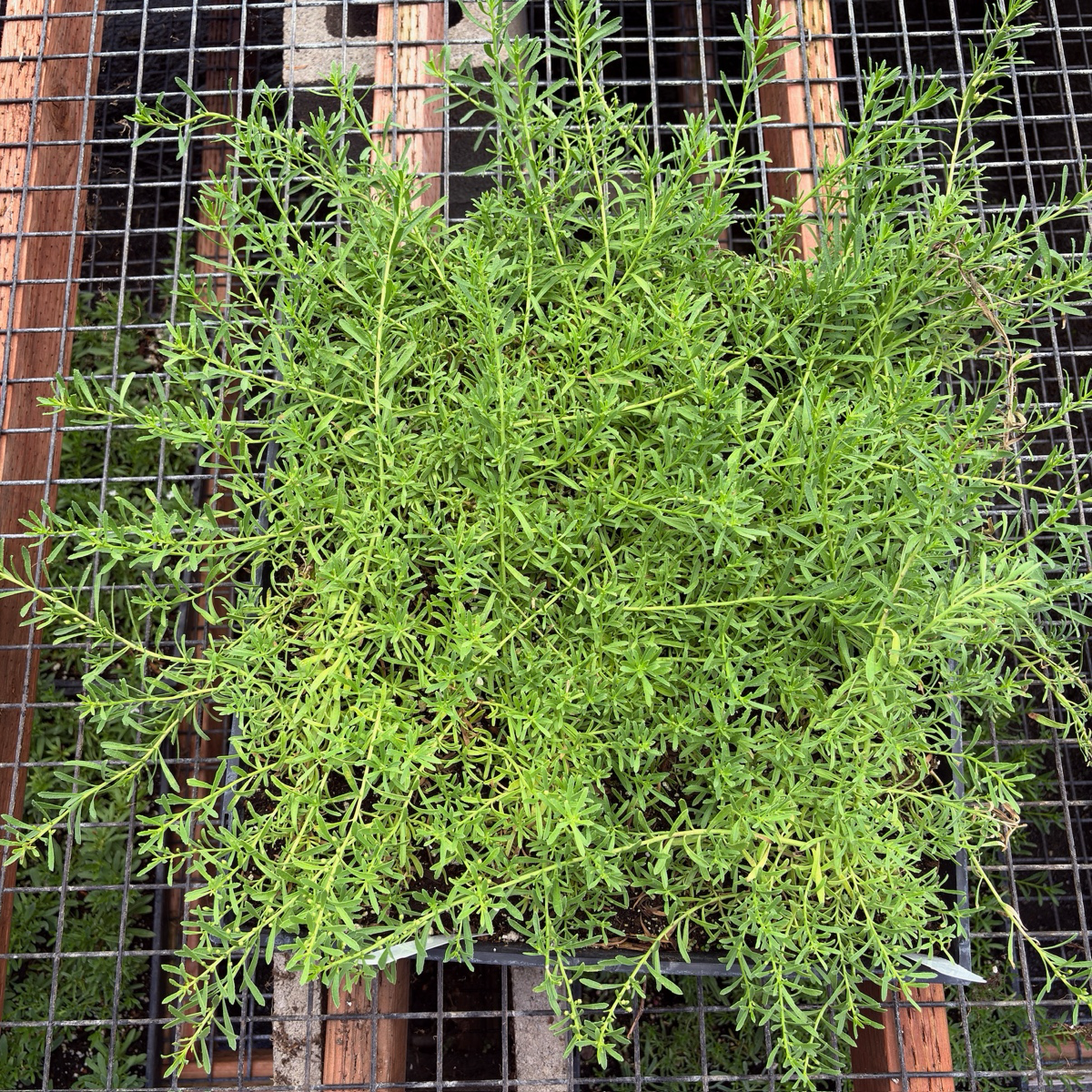 Putah Creek Creeping Myoporum