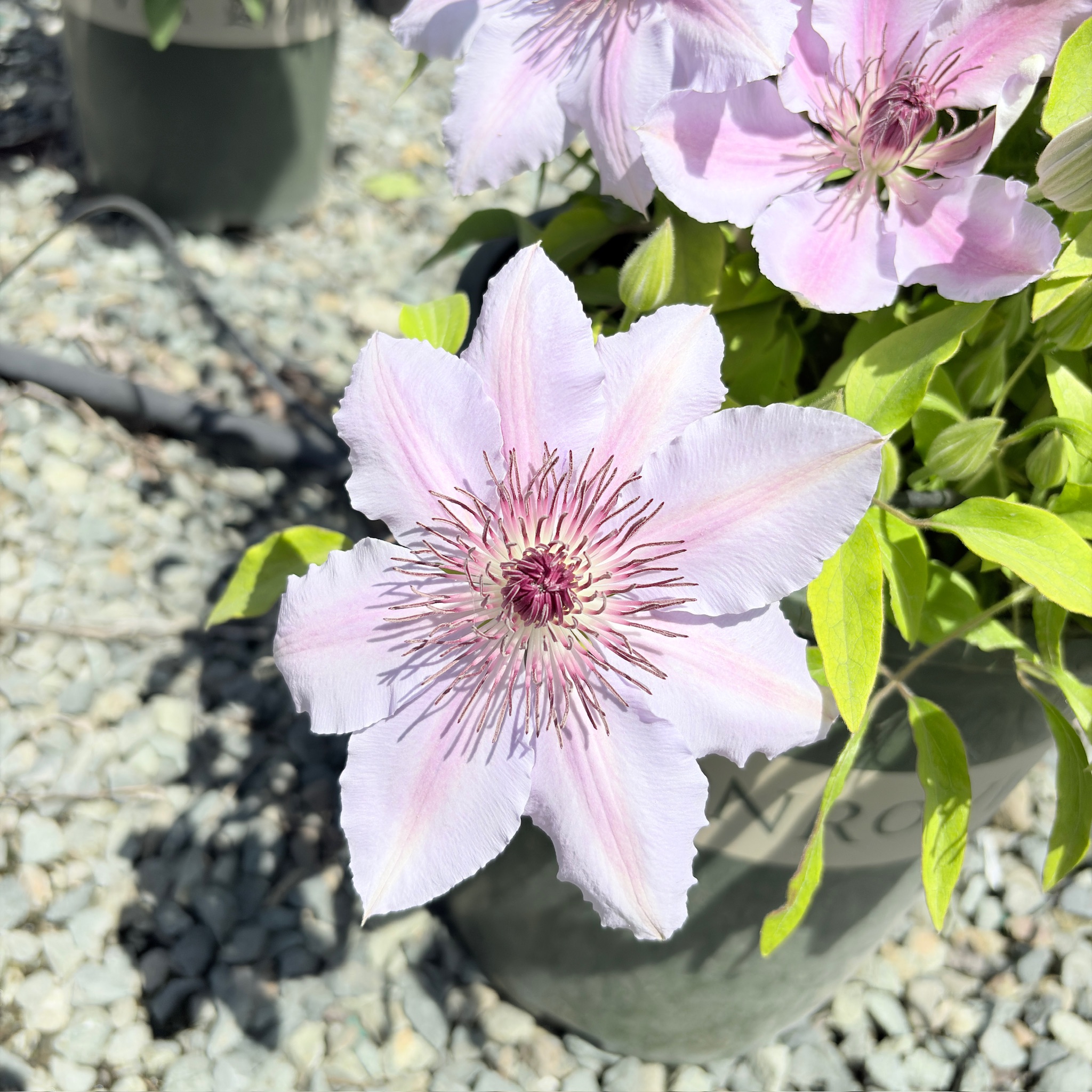 Nelly Moser Clematis