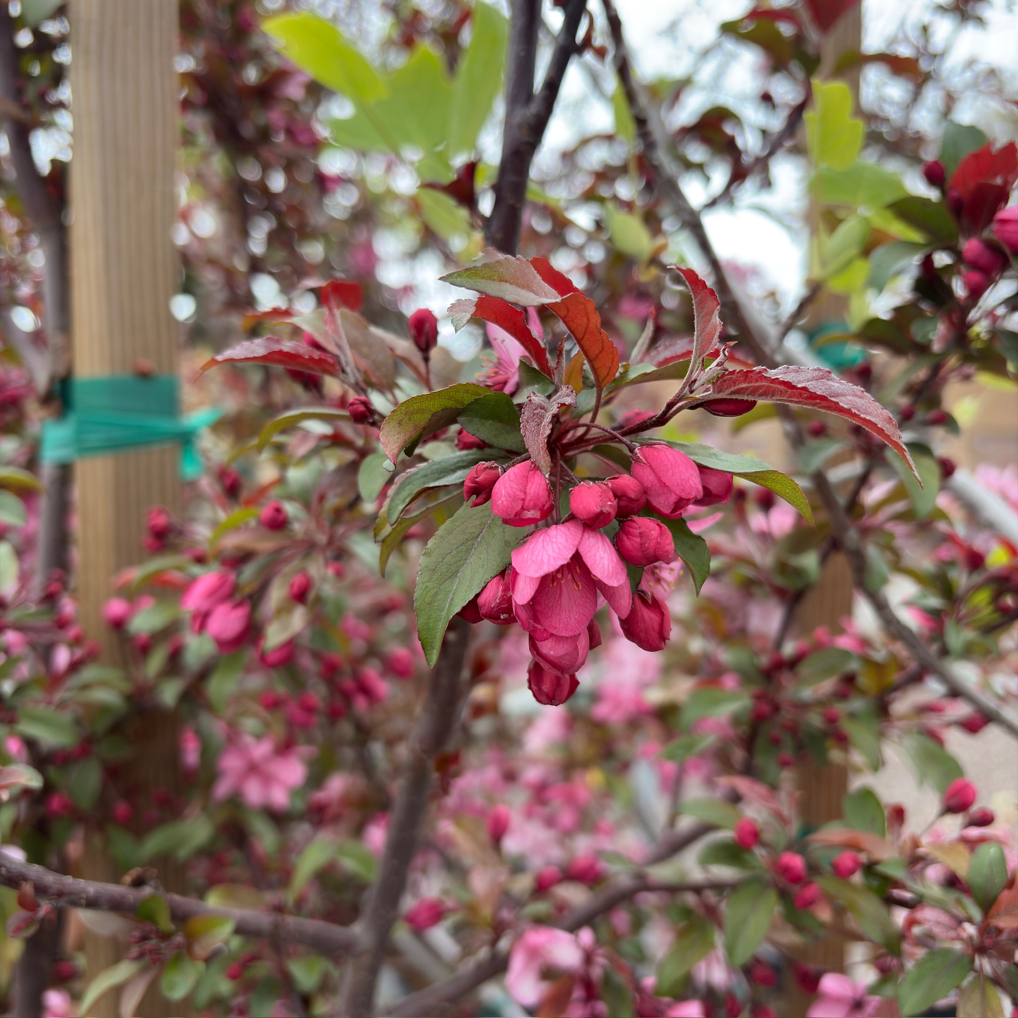 Royal Raindrops Crabapple