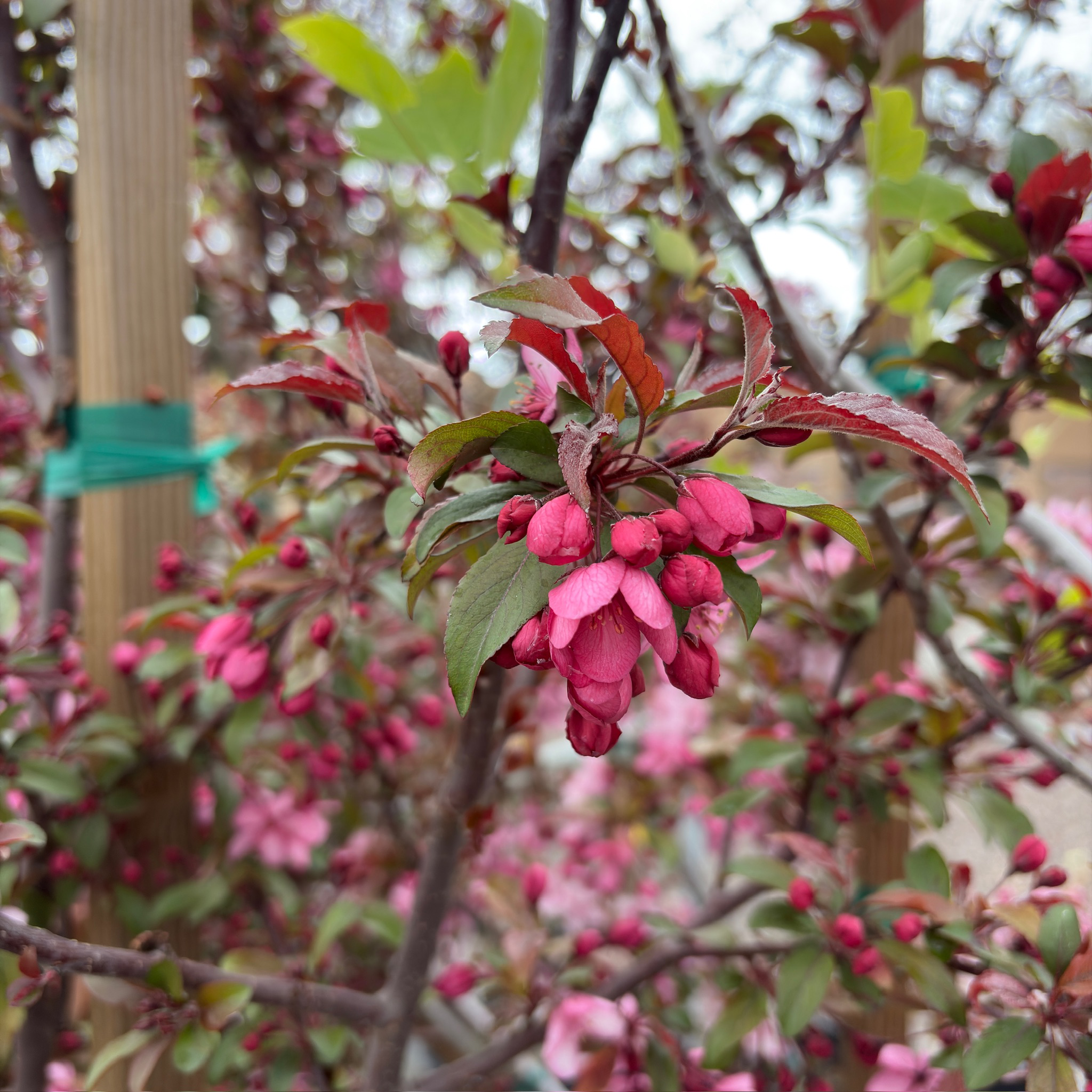 Royal Raindrops Crabapple