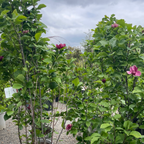 紫花玉兰