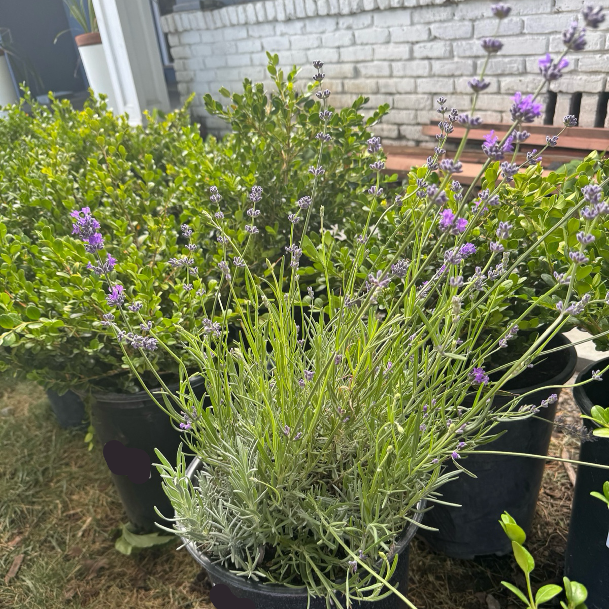 Munstead English Lavender