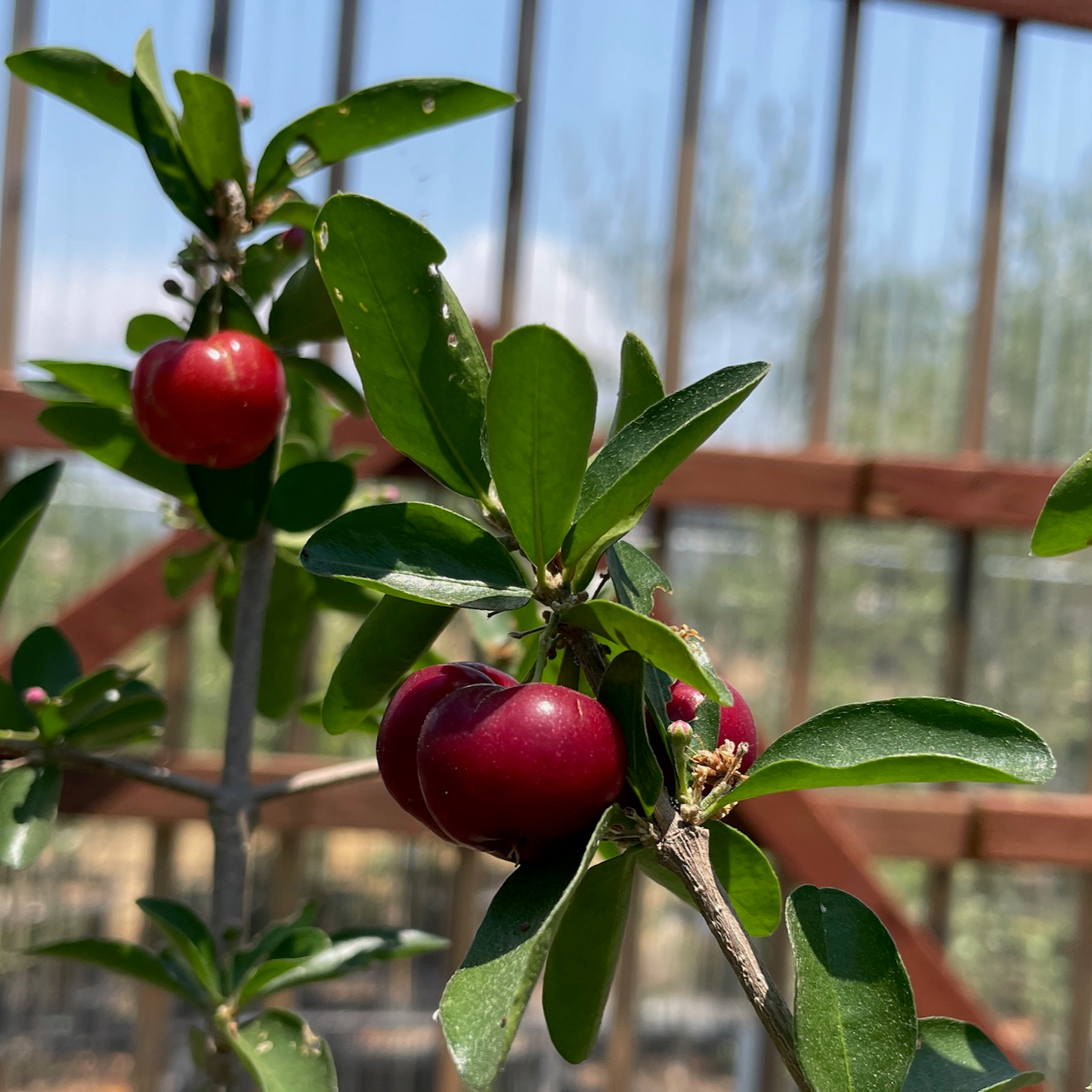 Cherry Trees - Acerola