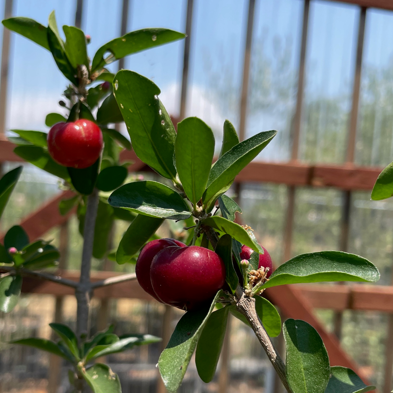 Barbados Cherry