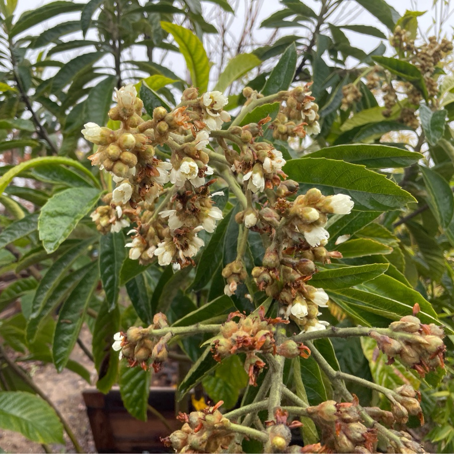 Champagne Loquat