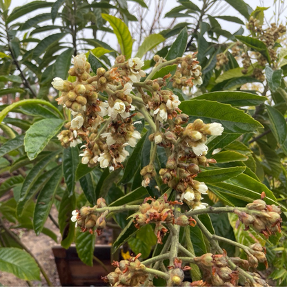 Loquat Tree-Champagne Loquat