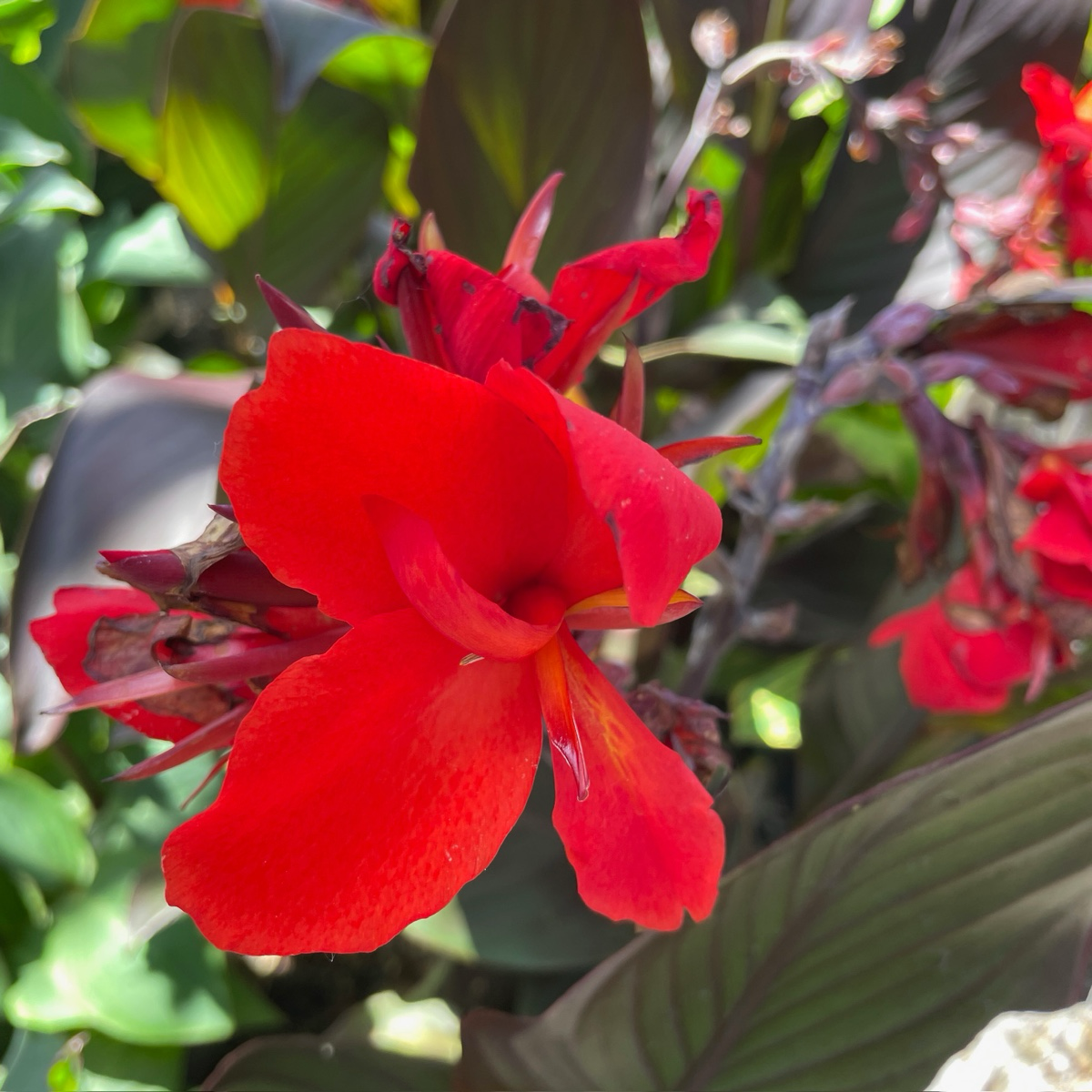 Cannova® Canna Lily