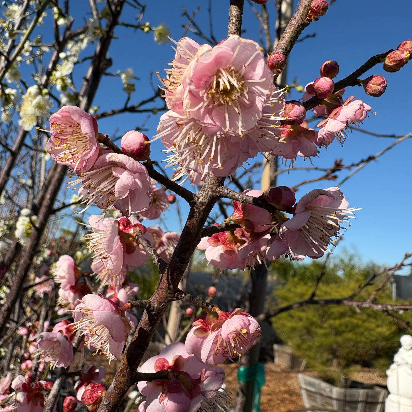 Green plum tree - Japanese green plum tree