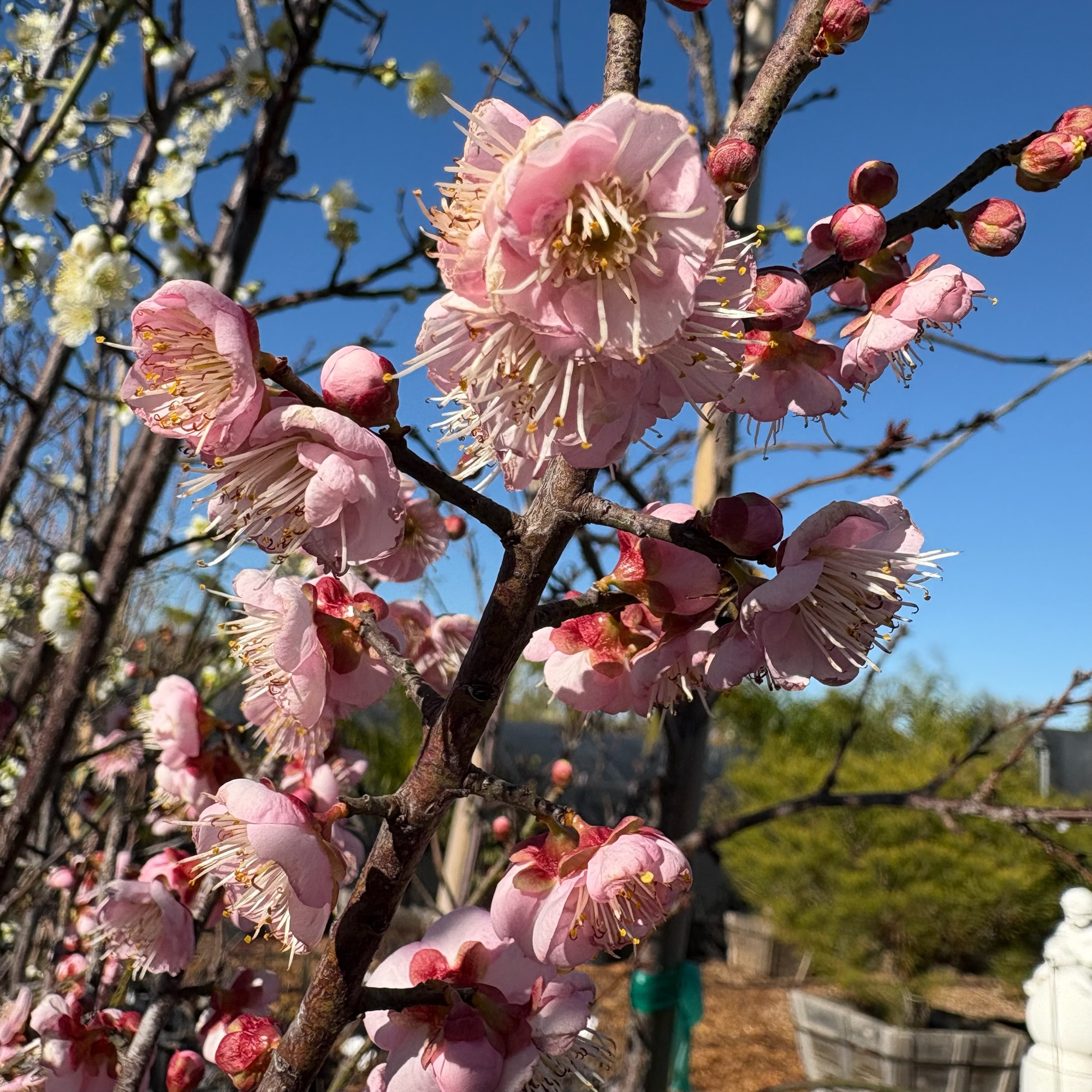 Mokel Janpanese ume plum、Mokel Flowering Apricot