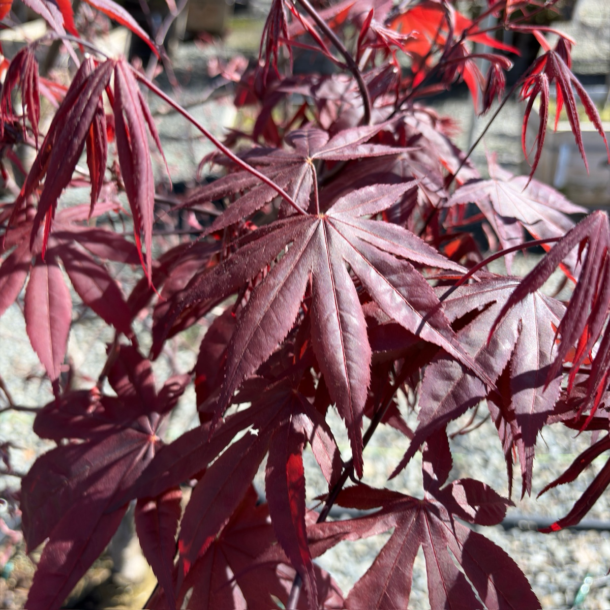 Emperor One Japanese Maple