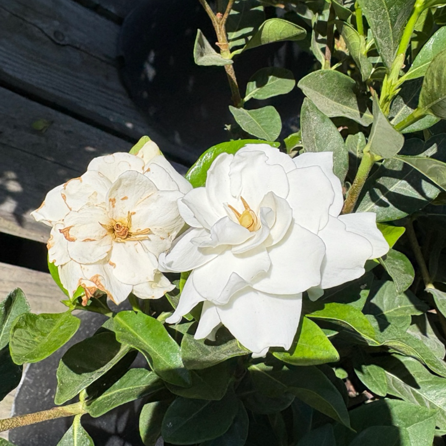 Veitchii Gardenia