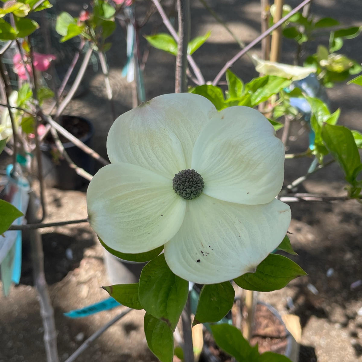 白花色奇迹四照花