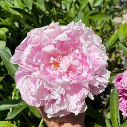 Peony Flower - Lady Orchid