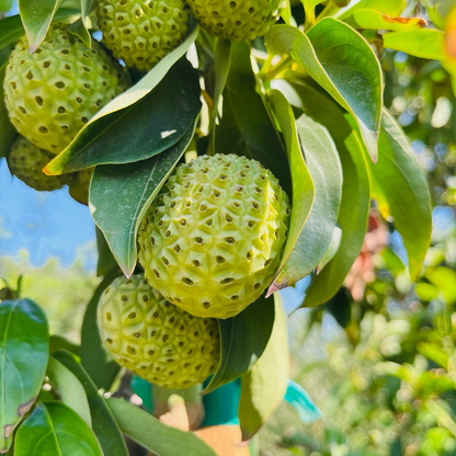 Strawberry Tree