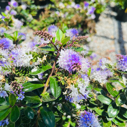 Long-step flower-purple flower gradient