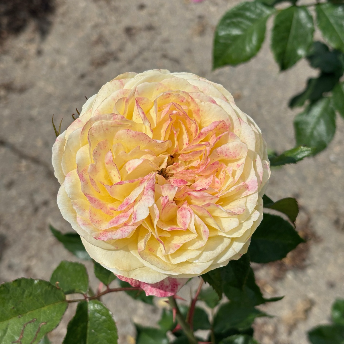 壮花月季-波普艺术