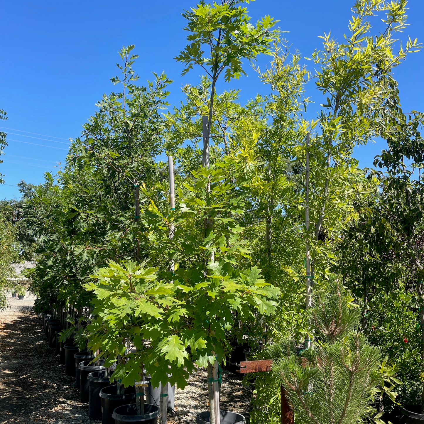 Oak - Northern Red Oak