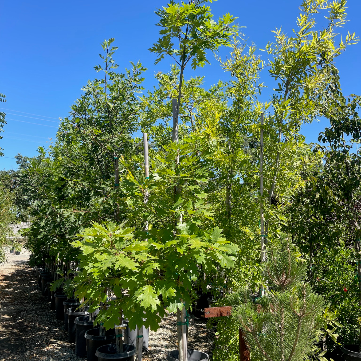 Red Oak