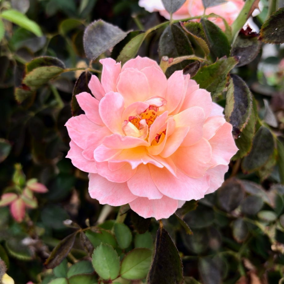 丰花月季-永恒琥珀