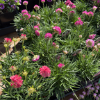 Splendens Sea Pink