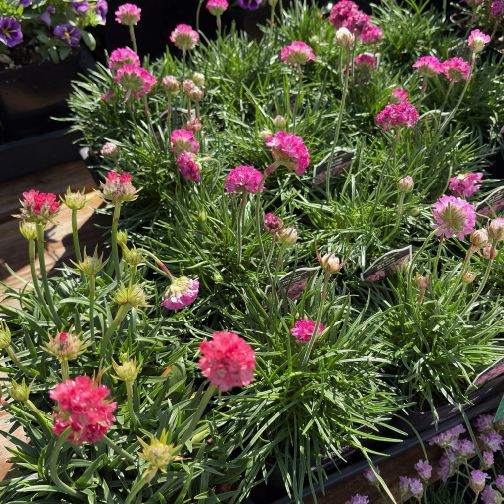 Splendens Sea Pink