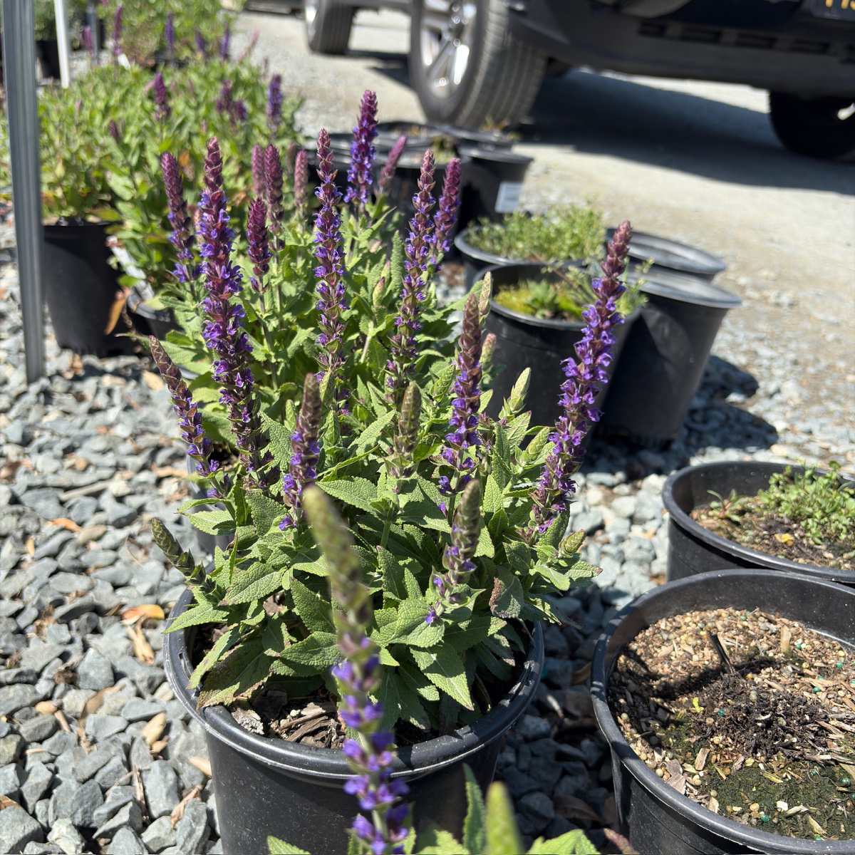 鼠尾草-新次元蓝