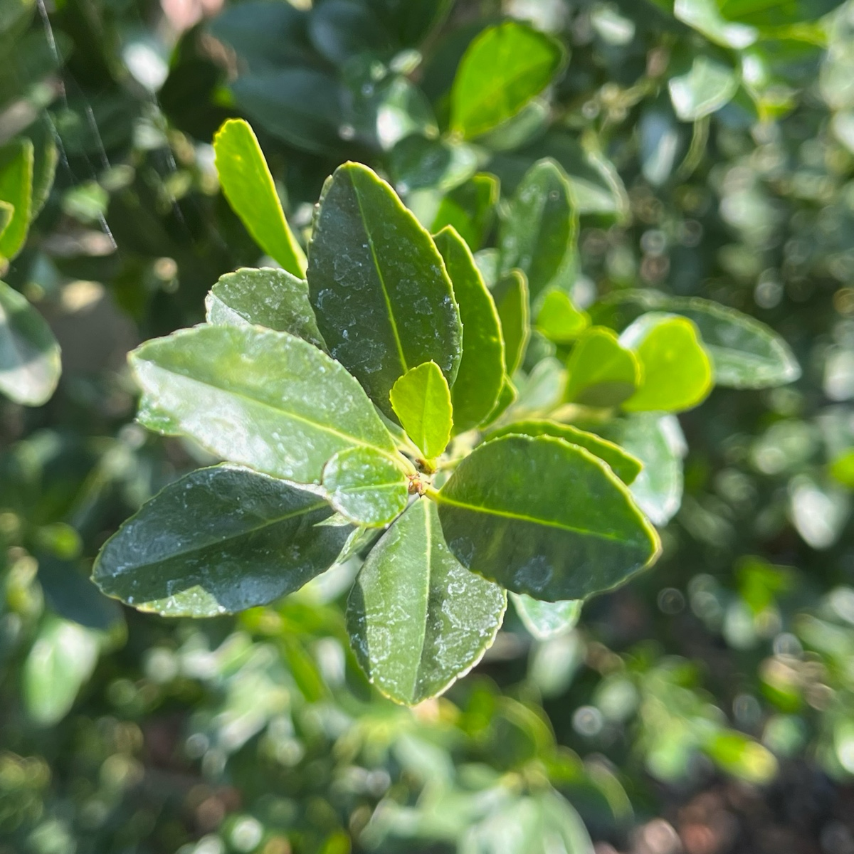 Evergreen Holly - Emerald Column