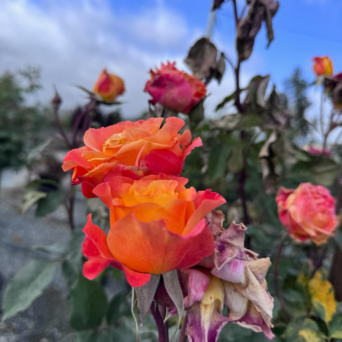 Rio Samba Rose