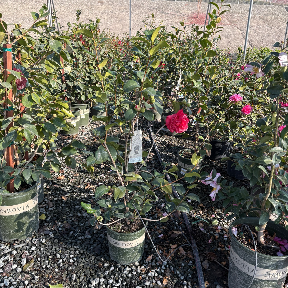 唯我独尊山茶花