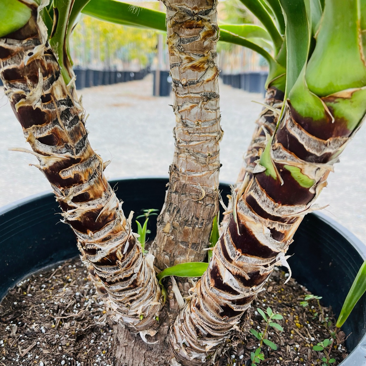 Yucca Tree - Pteris fasciata