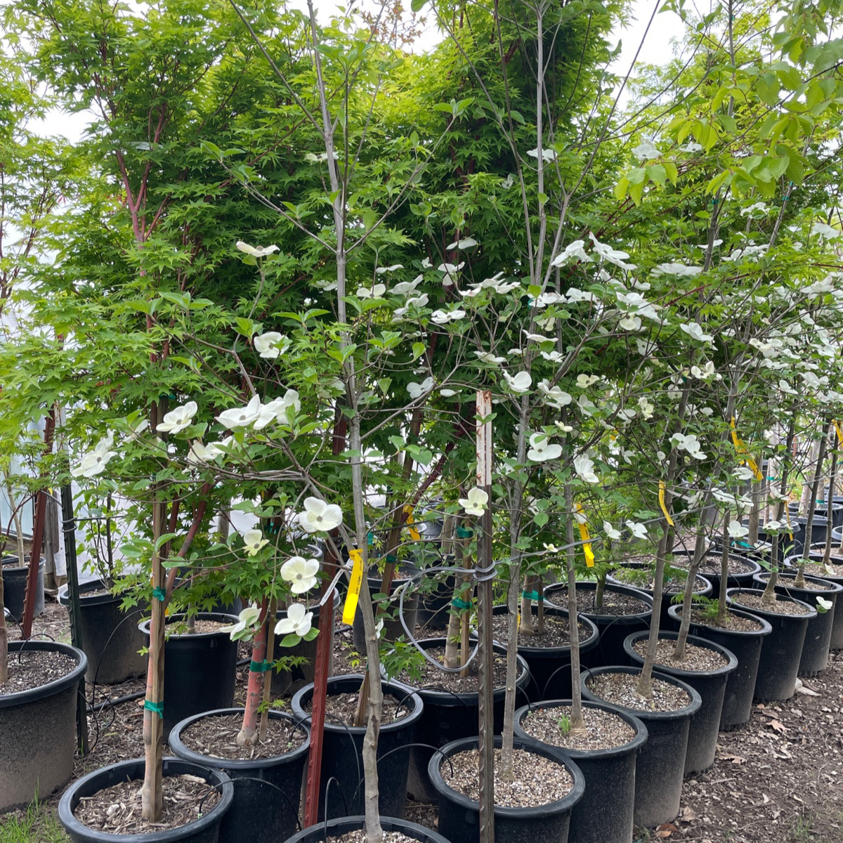 白花色奇迹四照花