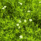Scotch Moss