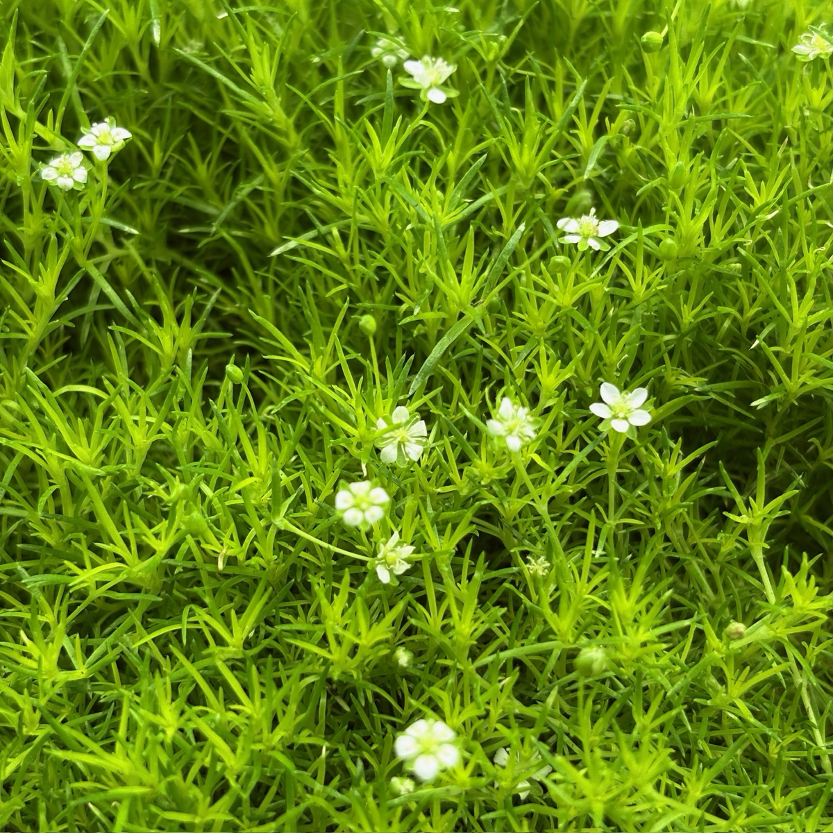 Scotch Moss