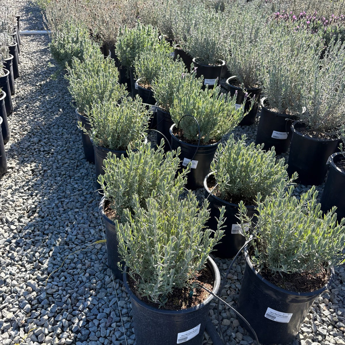 Spanish Lavender