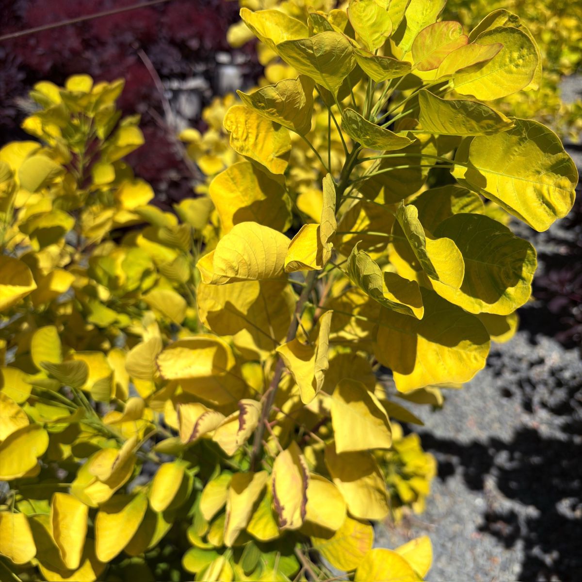 Golden Spirit Smoke Bush