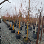 Japanese  Katsura Tree