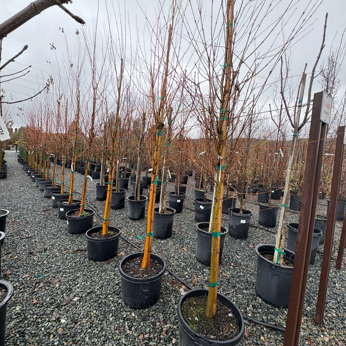 Japanese  Katsura Tree