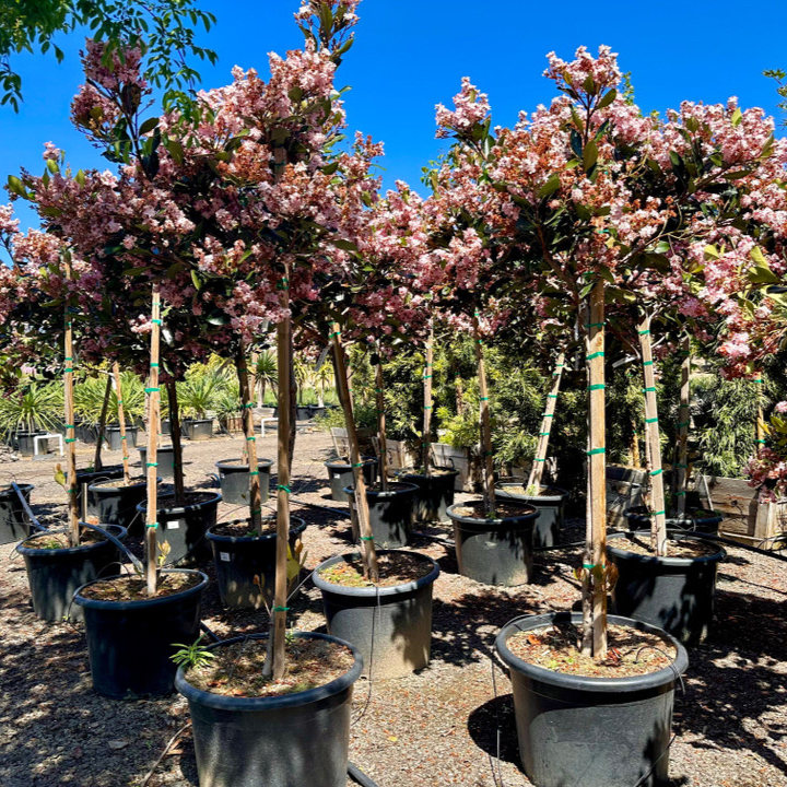 Pink Lady Indian Hawthorn
