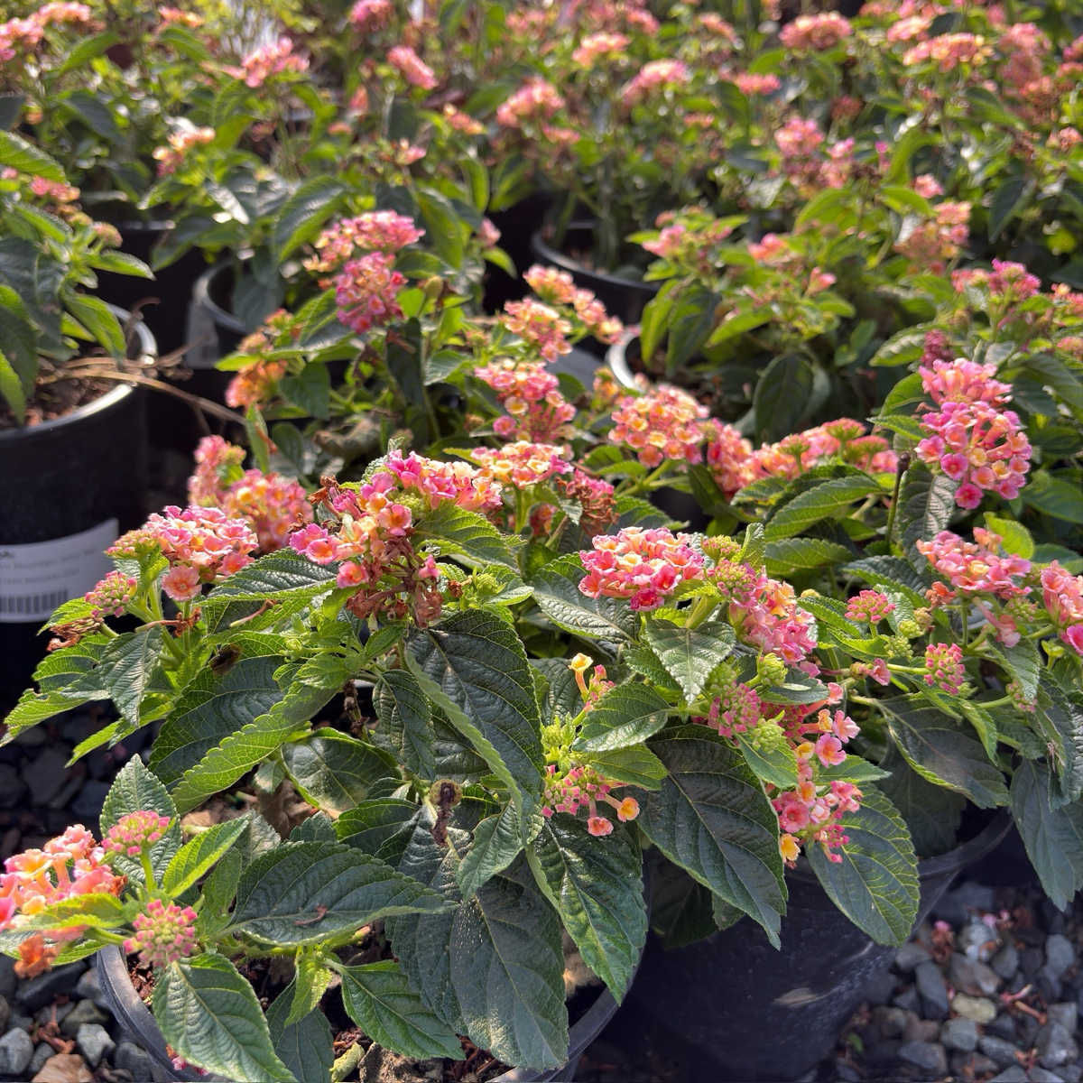 粉班德娜五色梅