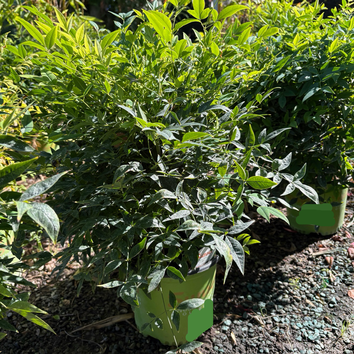 Lemon Lime Heavenly Bamboo