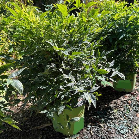 Nandina domestica-Green Lemon