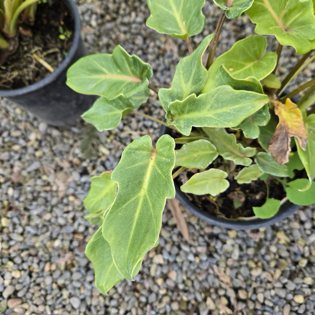 Xanadu Philodendron