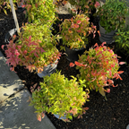Firepower Heavenly Bamboo 