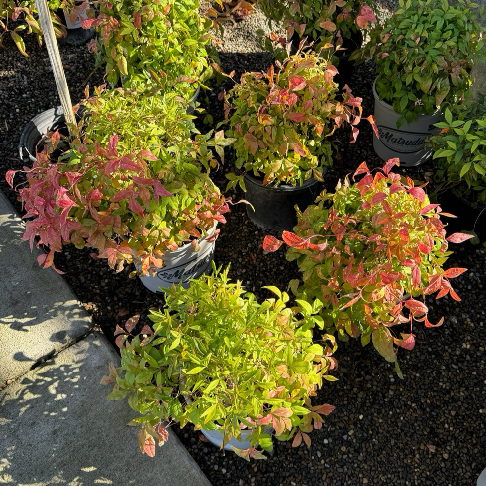 Firepower Heavenly Bamboo 