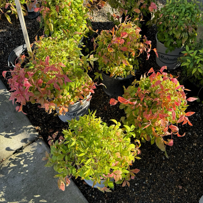 Nandina domestica-Flame